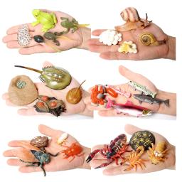 item search image for The life cycle Animals toys set Toy animals Figures Montessori Action Figure Kids Gifts Mini Figurine Plastic Insects Toys Games